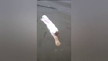 兔子不仅会铺床，居然还会游泳