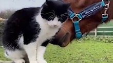 猫咪与马儿成为了好朋友，动物间的友情有多离谱就有多温暖