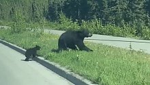 一对黑熊母子过马路，熊妈妈明显已经不耐烦了