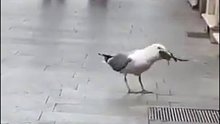 街头海鸥生吞整只老鼠，动作好熟练