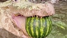 鳄鱼吃西瓜，嘎嘣脆呀