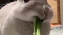 一只兔子的吃播，看饿了
