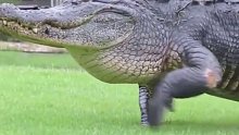 鳄鱼出来散步！太潇洒了哈哈