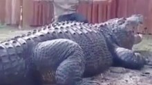 这鳄鱼还挺老实呢