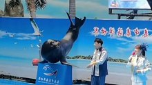海狮太有才了！哈哈
