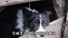 流浪狗的世界，从来就没有容易二字