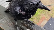 国外网友家来了只落汤乌鸦，网友每天喂它食物还为它做了喂食器
