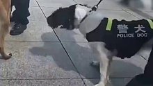 请我们多给警犬这类特殊的毛小孩一份关爱，它们不像宠物狗一样可