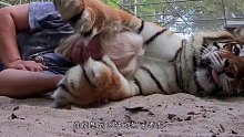 老虎与救命恩人久别重逢