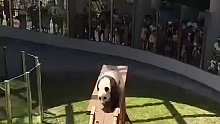 熊猫：只要你来动物园，门票就不可能让你白买！