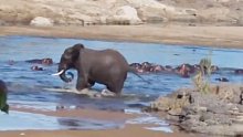 大象可真霸道！赶走了河马