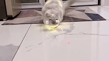 猫：你相信光嘛