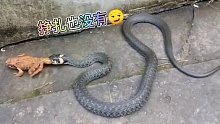 青蛙被蛇捉住吞了！太生猛了