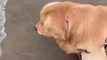 第一次去海边的金毛