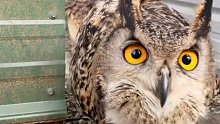 动物园的猫头鹰失去天性，饲养员坚持训练以为会有奇迹