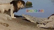 狮子很怕鳄鱼呀！哈哈