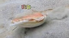扇贝竟然跑的这么快！难得一见啊