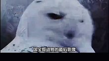 五种珍稀动物生前最后的影像！