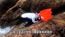 潮水来得太突然，慌乱中大伙跳入深坑抢救即将淹死的大石斑，海鲜
