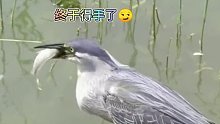 钓鱼高手绿鹭！果然厉害呀
