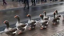 丹麦街头的鹅鹅队伍