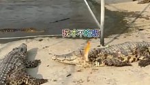 鳄鱼吃条鱼也太难了