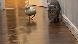 猫和鸭子的奇怪相处方式