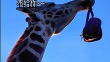 原来长颈鹿也喜欢开玩笑呀。