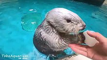 鸟羽水族馆的明星海獭小梅，从自己的小口袋中掏出一个又一个的玩具，这是囤了多少啊
