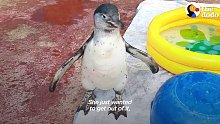 秘鲁的西海岸附近，人们救助了一只浑身受伤的小企鹅。但最大的问题是这只小企鹅怕水
