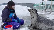 北海道的一家海洋馆里，和饲养员玩缩脖游戏的海豹