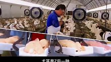 人类最残忍的四种美食，你都见过吗？