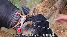 高手在民间！看农村大叔如何巧用一根钢丝，解救危在旦夕的老牛