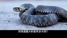 种类的蛇到底有多大