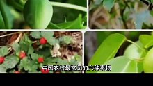 农村最常见的六种毒物你见过几种？