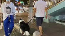 网友街拍到大叔牵着边牧遛弯，这就是这个毛孩子有点调皮不喜欢走