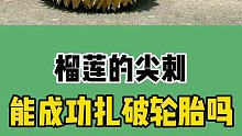 榴莲的刺能不能扎破轮胎