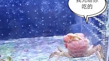 螃蟹：大哥别吃我