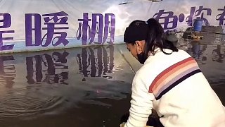 吳堤暖棚鯽魚視頻來(lái)咯 (4)