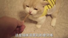 哈哈哈，监控还可以这样玩#猫咪大脸照