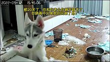 主人被隔离哈士奇将婚房给拆了…
