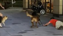 小狗未牵绳挑衅大狗，男子多次猛踹大狗致老人摔倒，老人：男子答应登门道歉