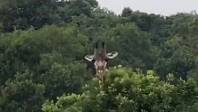 长颈鹿只是在挠痒痒