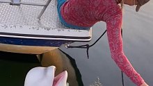 白海豚 近看原来这么漂亮