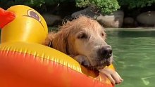在阳光下抱着充气鸭鸭漂在湖面上……不用上班的狗子的生活就是这样宁静美好