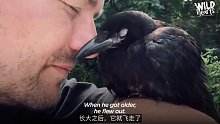 老哥救助了一只被抛弃的乌鸦宝宝，没想到它长大后还是会每天飞回他家花园，陪他喝咖啡