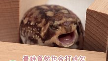 你见过青蛙也会打哈欠的么，原来青蛙也会困的