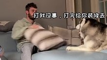 雪橇犬不拉雪橇天天在家看孩子