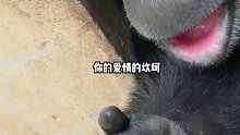 猩猩：你礼貌吗？你有对象吗？