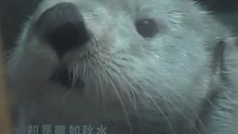 满脸不知道所措的小海獭，让人心疼。你知道吗？